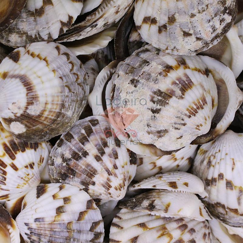 CONCHA-DO-MAR-GLYCYMERIS-35X35-750G-000---UNICA