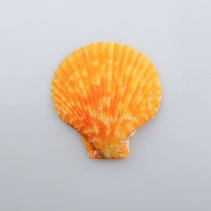 CONCHA DO MAR PECTEN NOBILIS COLORED NATURAL COM 750GR