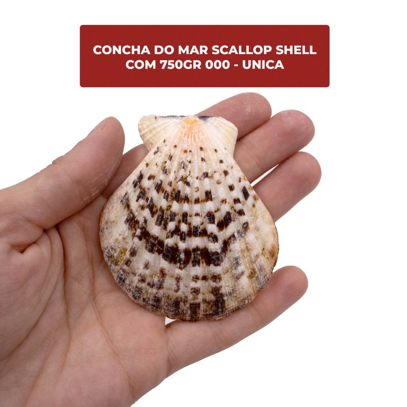 CONCHA-DO-MAR-SCALLOP-SHELL-COM-750GR-000---UNICA