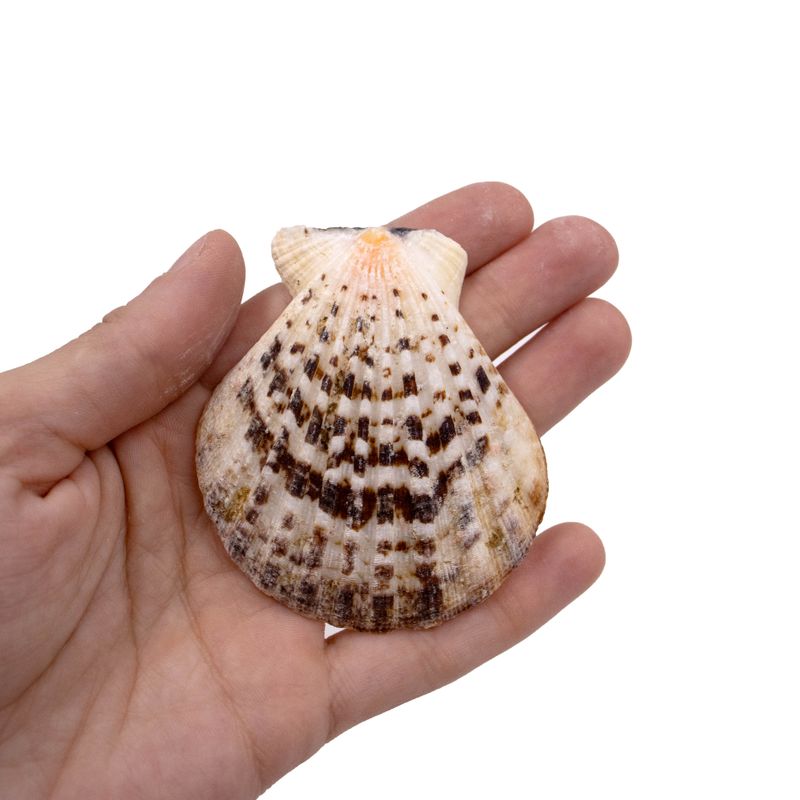 CONCHA-DO-MAR-SCALLOP-SHELL-COM-750GR-000---UNICA