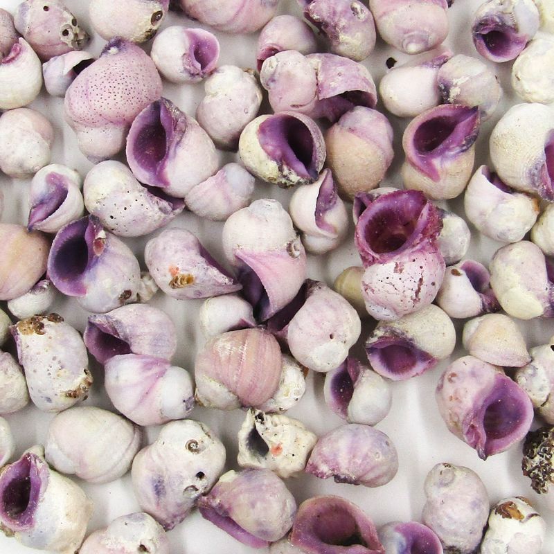 CONCHAS-DO-MAR-CEBU-BEAUTY-SHELL-COM-750GR---000---UNICA