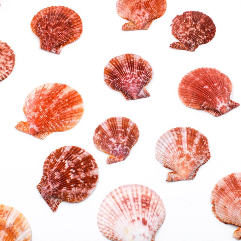 CONCHA-DO-CLHAMYS-SENATORIA-PECTEN-NOBILIS-750G-000---UNICA