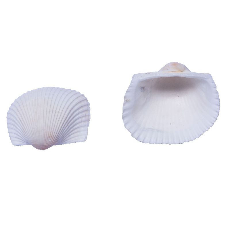 CONCHA-DO-MAR-STROMBUS-LENTEGINOSUS-750G-000---UNICA