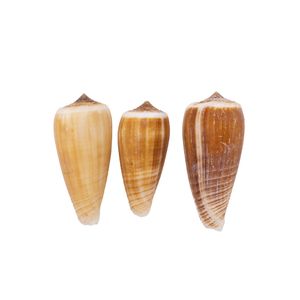 Caramujo Conus Magos 04Cm Com 750G
