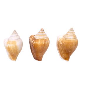 Concha Do Mar Strombus Canarium Com 1Kg