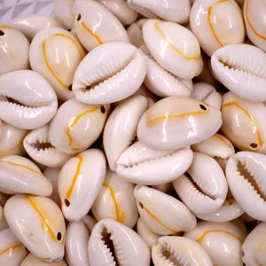Buzios Sigay Com Furo Com 1Kg
