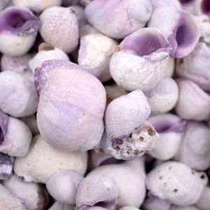 Caramujo Cebu Beauty Roxo 2.3Cm Com 750G