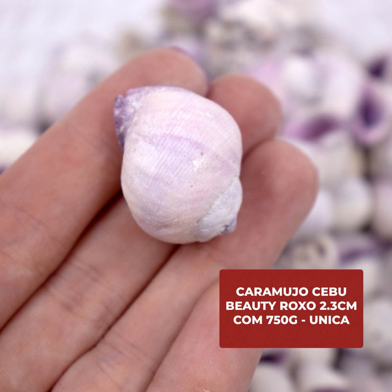 CARAMUJO-CEBU-BEAUTY-ROXO-23CM-COM-750G---UNICA
