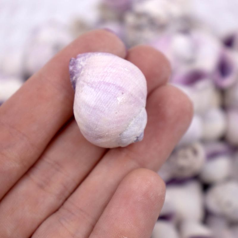 CARAMUJO-CEBU-BEAUTY-ROXO-23CM-COM-750G---UNICA