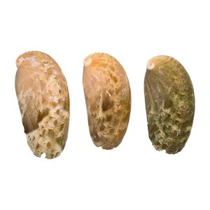 Concha Haliotis Long Abalone 05Cm Com 750G