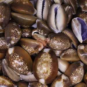 Buzios Africano 35X24mm Natural Com 500G