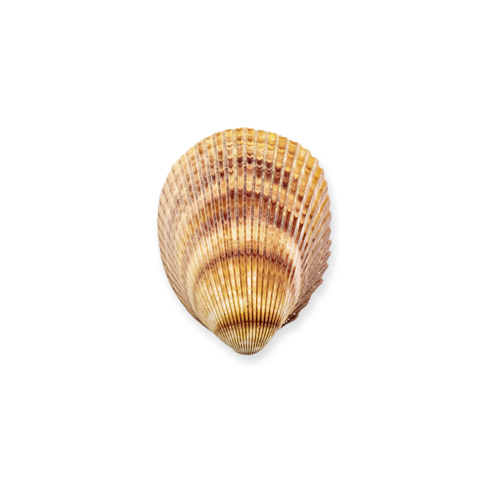 Concha Brown Giant Litub Natural Com 750G