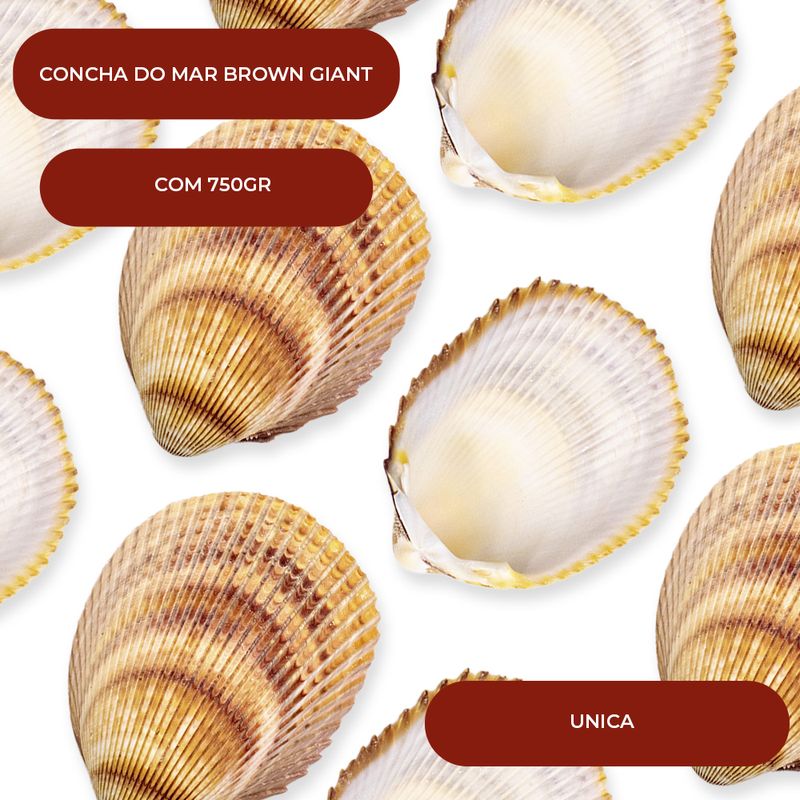 CONCHA-BROWN-GIANT-LITUB-NATURAL-COM-750G---000---UNICA