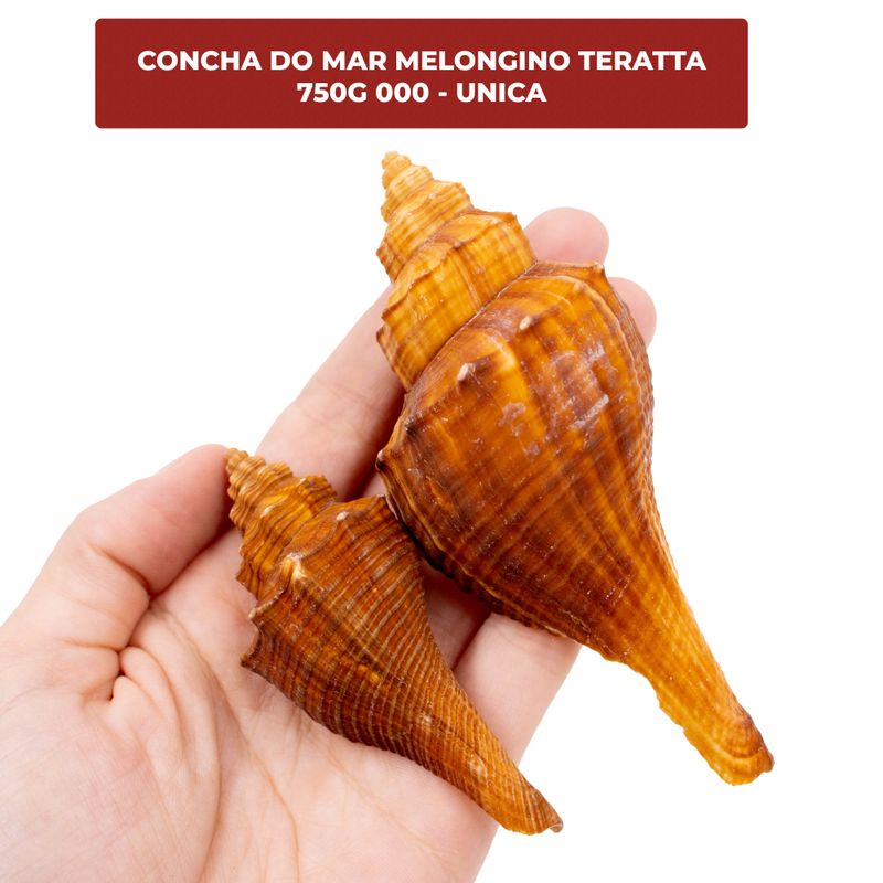 CONCHA-MELONGINO-TERATTA-COM-750G---000---UNICA