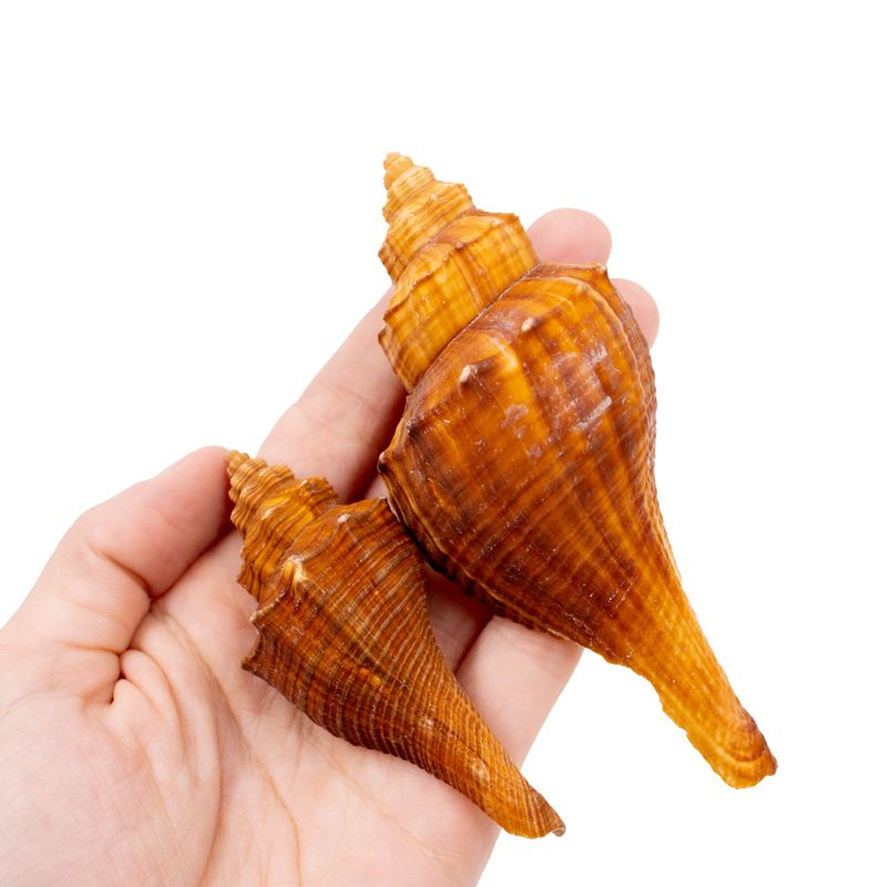 CONCHA-MELONGINO-TERATTA-COM-750G---000---UNICA