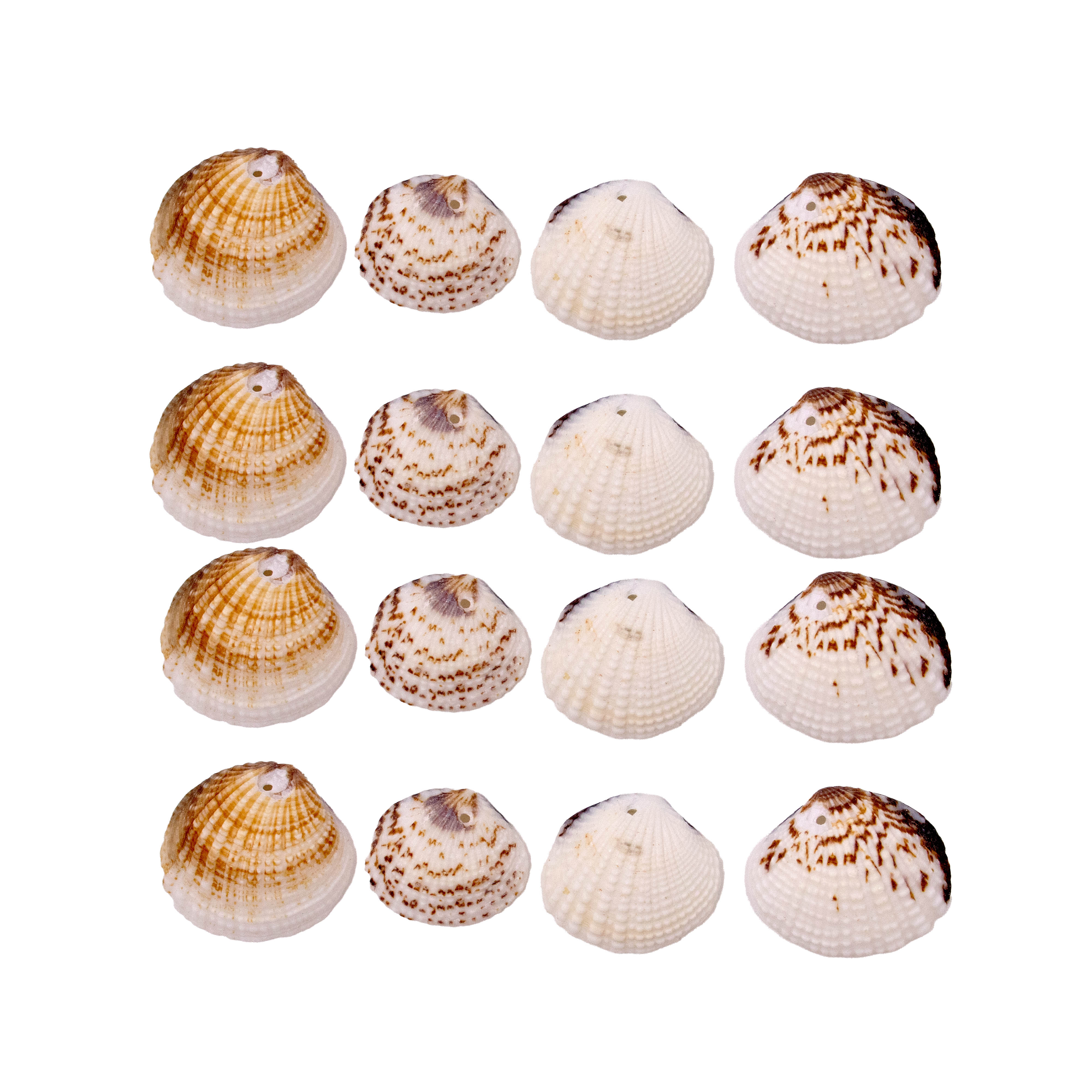 Concha Do Mar Bogotan 28X25mm Com 250G