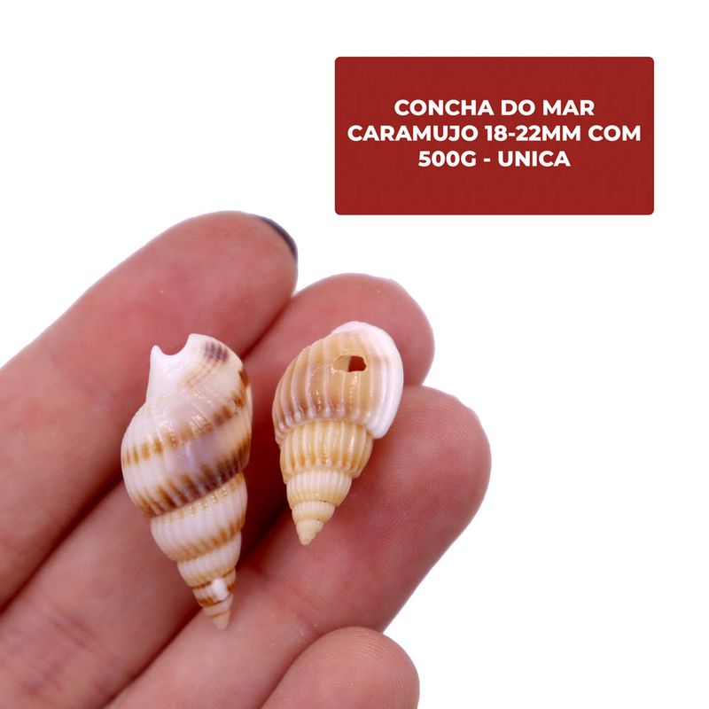 CONCHA-DO-MAR-CARAMUJO-18-22MM-COM-500G---UNICA